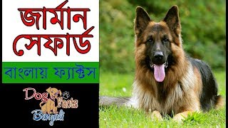 German Shepherd Dog Facts in Bengali  Alsatian Facts in Bengali  Dog Facts Bengali [upl. by Aner]