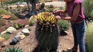 Waterwise Botanicals Nursery Tour with Laura Eubanks [upl. by Yeltnarb]