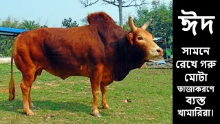 ঈদ সামনে রেখে গরু মোটাতাজাকরণে ব্যস্ত খামারিরা  Biggest Cattle Farm in Bangladesh  SMPost [upl. by Drusi584]