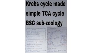 Krebs cycle made simple TCA cycle carbohydrate metabolism bsc sub  zoologymost important video [upl. by Nuawaj]