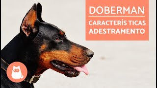 DOBERMAN  Características e adestramento [upl. by Sitof]