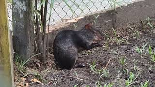 An eating black agouti [upl. by Nesyaj]