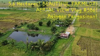 56 HAS BEAUTIFUL FARMLOT WRICELAND AND FRUIT BEARING TREESamp FISHPONDS IN ASINGAN PANGASINAN [upl. by Yornek]