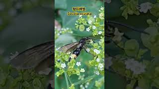 황띠배벌이 긴뚝갈꽃의 꿀을 먹고있다 It eats honey of Patrinia monandra shorts [upl. by Hannie]