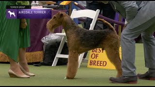 Airedale Terriers  Breed Judging 2023 [upl. by Gradey]