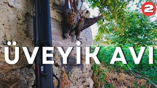 Üveyik Avı  3 Av günü  Net Vuruşlar 53K  Winchester Sx4 chasse hunting [upl. by Eityak794]