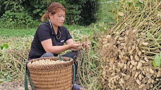 Clean up burn trash harvest peanuts and take them to the street to buy food for Ly Phuc Ca [upl. by Retsbew]