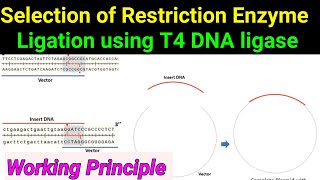 T4 DNA Ligase ll Ligation ll working principle ll Selection of Restriction enzymes [upl. by Julienne]