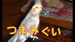 そんなことするからですよ… オカメインコ [upl. by Myers]