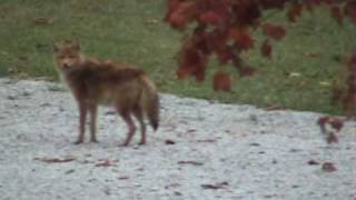 Coyote on the sideyard in Chelmsford [upl. by Grete]