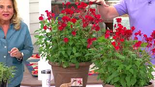 Ultimate Innovations 3pc quotJacob Clinequot Bee Balm Live Plants on QVC [upl. by Jeffy]