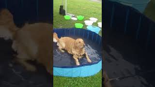 Woofstock 2024 Retrievers in the Pool [upl. by Pearce]