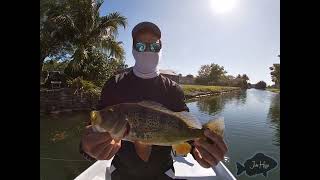 Peacock Bass Fishing South Florida [upl. by Shela391]