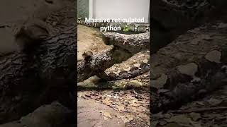 A massive reticulated python in its enclosure chillin shorts reptiles reticulatedpython 🔥🔥🔥🔥 [upl. by Gombosi]