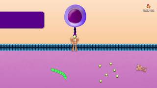 Cytotoxic T Cell  Microbiology and immunology Animations [upl. by Buerger813]