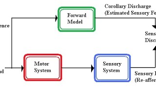 What is “corollary discharge” [upl. by Stanway]