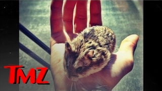 Justin Bieber Gives His Pet Away  TMZ [upl. by Eidnahs]