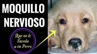 TICS NERVIOSOS en Perros con MOQUILLO [upl. by Atalee]