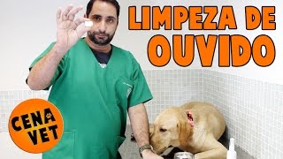 Cena Vet  Limpeza De Ouvido  Cães e Gatos  Como limpar [upl. by Gluck566]