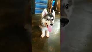 akira husky puppy agouti line [upl. by Bunow]