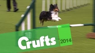 Agility  Jumping  Small Dogs Winner  Crufts 2014 [upl. by Zamir]