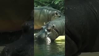 Flusspferd Großflusspferd Zwergflusspferd Hippo Nilpferd hippo nilpferd shorts shortsviral [upl. by Nahshun7]