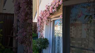 Clematis montana Mayleen in full bloom containergarden balconygarden gardening [upl. by Samuella848]