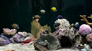 Fish Tank Video For Cats to Watch  Calming Aquarium  2 Hours  No Music [upl. by Edd]