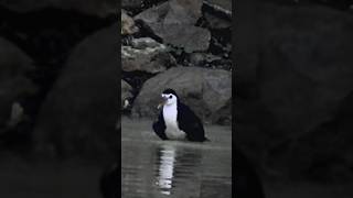 Excellent Bird Sound  Whitebreasted Waterhen [upl. by Armington47]