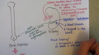 Erythropoiesis Red Blood Cell Formation [upl. by Gaivn]