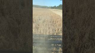 Switched over to harvest some soybeans today harvest farming johndeere work farmer country [upl. by Spada]