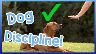 How to Correctly Tell a Dog Off Dog Discipline VS Punishment [upl. by Lubeck48]