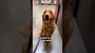 5 photos of our golden retriever puppy to make you smile ☺️goldenretriever puppy smile dogshorts [upl. by Frame]