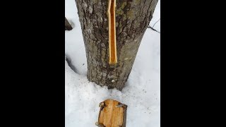 Tapping Maples from Primitive to Contemporary Techniques [upl. by Adnola]