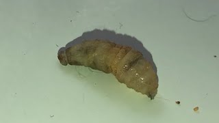 Squeezing Botfly Larva Maggot out of our dog [upl. by Olocin]