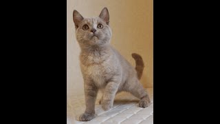 ブリティッシュショートヘアー子猫 British Shorthair 202483産まれ ライラックトーティーシェル 女の子 シーダキャット猫のお店 [upl. by Zubkoff]