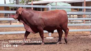 Lot 19 DRENSMAINE LISMORE [upl. by Ayikat]