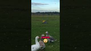 FIRST AID BY GEESE animal animalshorts cute [upl. by Mccord]