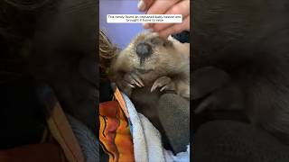 This family found an orphaned baby beaver and brought it home to raise animalshorts [upl. by Siduhey819]