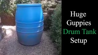 Huge Guppy Drum Setup  Guppies tank setup  Guppies  Black guppies  water drum aquarium [upl. by Euhsoj]