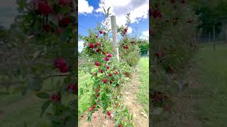 Apple orchard  Gala apples ready to pick [upl. by Natye]