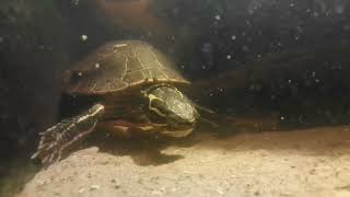 Chrysemys picta bellii  Western Painted Turtle [upl. by Phelps884]