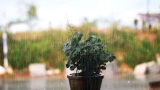 ASMRHealing white noise with the sound of rain falling around a small flower pot [upl. by Eeraj]