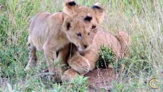 Lions of Tintswalo Nkuhuma cubs are growing up so fast [upl. by Rosemare352]