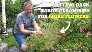 Cutting Back Hardy Geraniums for Repeat Flowers  How to Prune Hardy Geranium Plants in Summer [upl. by Adnyleb]