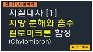 지질대사 1 지방의 소화 킬로미크론Chylomicron 합성 [upl. by Bonnette]