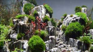 Aquascape Planted Aquarium with Glimmer Wood Rock DAY 3 [upl. by Eenad]