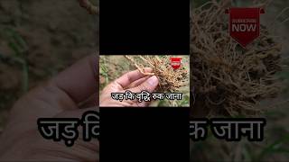 बैंगन का उकठा रोगwilt diseaseroot rotbacterial wiltnematode [upl. by Assirialc]