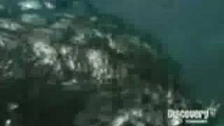 Great White Shark vs SaltWater Crocodile Shark kills Croc [upl. by Trescott]