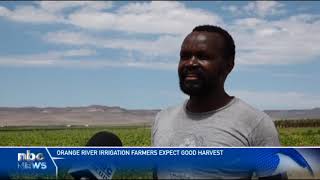 Orange River Irrigation Project expect good harvest  nbc [upl. by Schlenger]